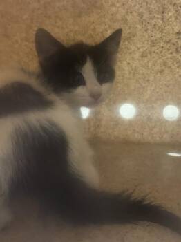 LEFTOVER BURRITO JR -  Domestic Short Hair Cat for Adoption in West Valley City, Utah - LEFTOVER BURRITO JR | PetCurious