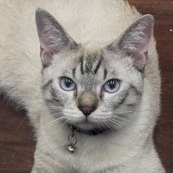 Milo -  Siamese Cat for Adoption in Tustin, California - Milo | PetCurious