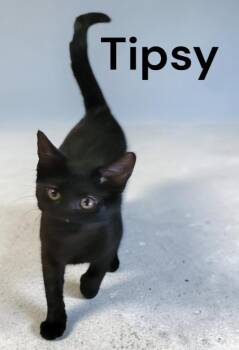 Tipsy -  Domestic Short Hair Cat for Adoption in Weems, Virginia - Tipsy | PetCurious