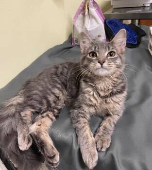 Anastasia -  Domestic Short Hair Cat for Adoption in Meriden, Connecticut - Anastasia | PetCurious