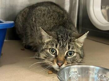 Paprika -  Domestic Short Hair Cat for Adoption in Toronto, Ontario - Paprika | PetCurious