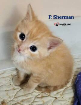Nemo Litter:  P. Sherman -  Domestic Short Hair Cat for Adoption in Council Bluffs, Iowa - Nemo Litter:  P. Sherman | PetCurious