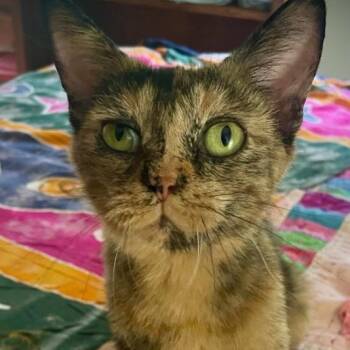 Maple -  Tortoiseshell Cat for Adoption in Frankfort, Michigan - Maple | PetCurious