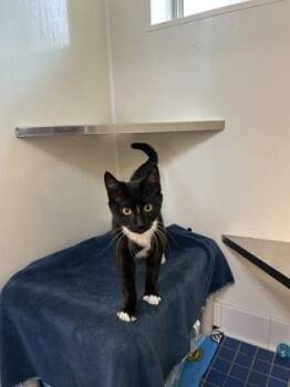 Domestic Short Hair Cats Available for Adoption - Oreo *available 2/10 | PetCurious