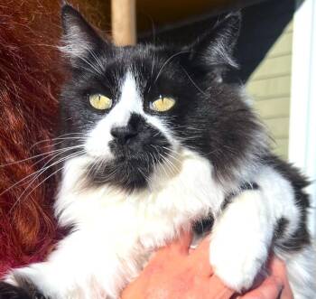 Rescue Maine Coon and Siberian Cats for Adoption in Oakwood, Georgia - FLUFFY, CUDDLY JADA! | PetCurious