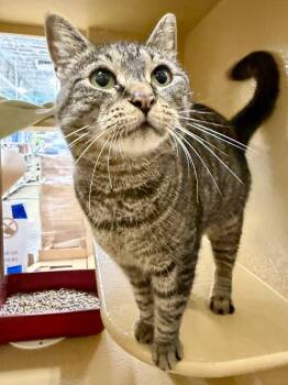 David -  Domestic Short Hair Cat for Adoption in Worcester, Massachusetts - David | PetCurious