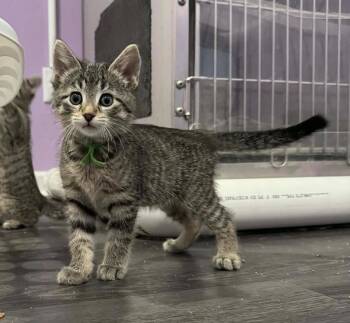 Domestic Short Hair Cats Available for Adoption in Taycheedah, Wisconsin - Dixie | PetCurious