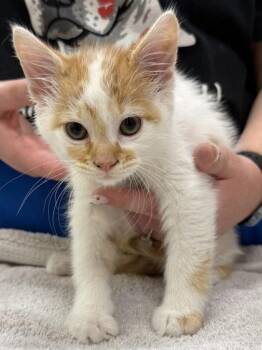 Corny Collins -  Domestic Short Hair Cat for Adoption in Fishers, Indiana - Corny Collins | PetCurious