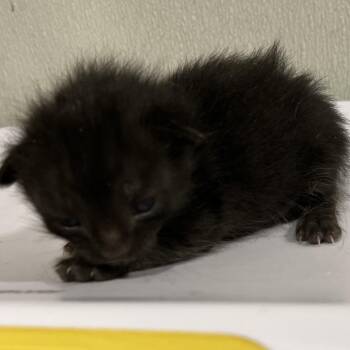 Oatmeal -  Domestic Short Hair Cat for Adoption in Tampa, Florida - Oatmeal | PetCurious