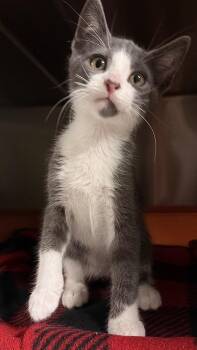 Domestic Short Hair Cats Available for Adoption in Ocala, Florida - Pepsi | PetCurious