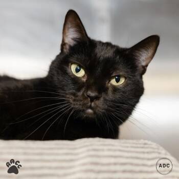 Syrup Sammy -  Domestic Short Hair Cat for Adoption in Richmond, Virginia - Syrup Sammy | PetCurious