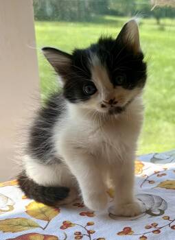 Patchouli -  Domestic Long Hair Cat for Adoption in Bethel, Ohio - Patchouli | PetCurious