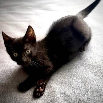Bear -  Domestic Short Hair Cat for Adoption in Pleasant Hill, California - Bear | PetCurious