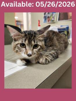 Cat Condo #2 Possum -  Domestic Medium Hair and Mixed Breed Cat Available for Adoption in Greenville, Texas - Cat Condo #2 Possum | PetCurious