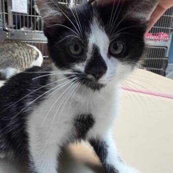 Mercury -  Domestic Short Hair Cat for Adoption in Newport, North Carolina - Mercury | PetCurious