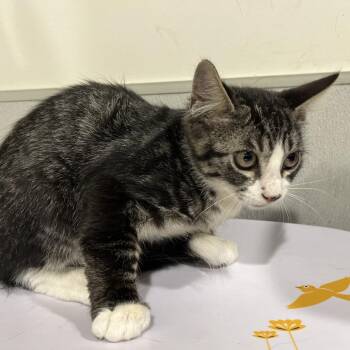 Tipper -  Domestic Short Hair Cat for Adoption in Tampa, Florida - Tipper | PetCurious