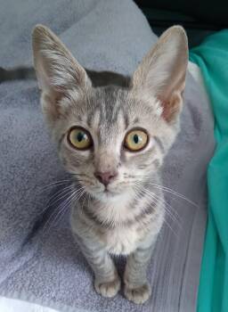 Boyfriend -  Tabby Cat for Adoption in Nashville, Tennessee - Boyfriend | PetCurious
