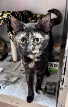 Tater Tot Casserole -  Domestic Short Hair Cat for Adoption in Cincinnati, Ohio - Tater Tot Casserole | PetCurious