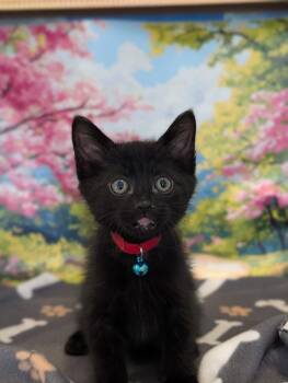 Havoc -  Domestic Medium Hair Cat for Adoption in Fremont, California - Havoc | PetCurious