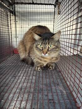 Hot Cheeto -  Domestic Short Hair Cat for Adoption in New Braunfels, Texas - Hot Cheeto | PetCurious