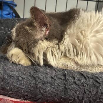 0626-116 - Aslan -  Domestic Medium Hair Cat for Adoption in Abingdon, Maryland - 0626-116 - Aslan | PetCurious
