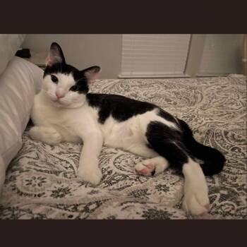 Rescue Domestic Short Hair Cats for Adoption in Allen, Texas - Moon | PetCurious