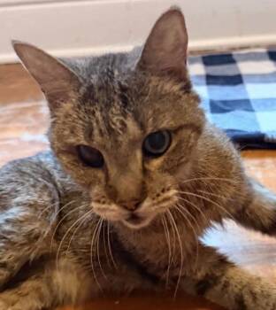 Joella (aka Leia) -  Domestic Short Hair Cat Available for Adoption in Chicago, Illinois - Joella (aka Leia) | PetCurious