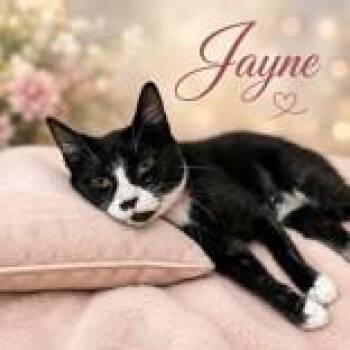 Jayne -  Domestic Short Hair Cat for Adoption in Portsmouth, Ohio - Jayne | PetCurious