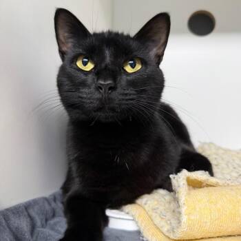 Ladybug -  Domestic Short Hair Cat for Adoption in Waynesville, North Carolina - Ladybug | PetCurious
