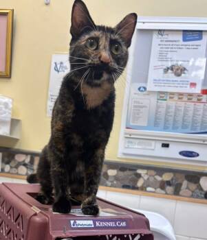 Rescue Domestic Short Hair Cats for Adoption in Pomona, New York - Nutmeg | PetCurious