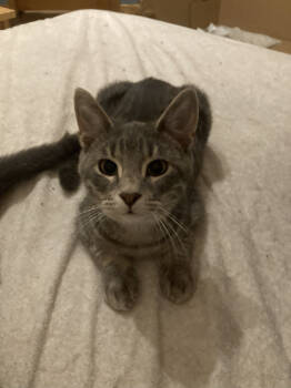 Rescue Domestic Short Hair Cats for Adoption in St. Cloud, Minnesota - Blane | PetCurious