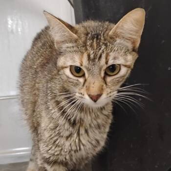 Lizzy -  Domestic Short Hair Cat Available for Adoption in Bentonville, Arkansas - Lizzy | PetCurious