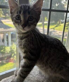 Lewis -  Domestic Short Hair Cat for Adoption in Kenosha, Wisconsin - Lewis | PetCurious