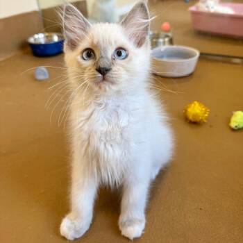 Cisco -  Domestic Short Hair Cat for Adoption in Agoura Hills, California - Cisco | PetCurious