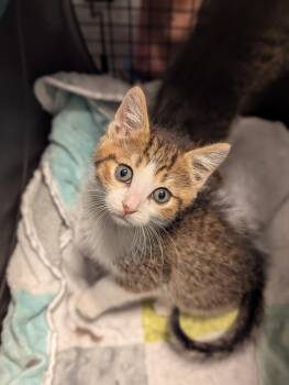 Stanley -  Domestic Short Hair Cat for Adoption in St. Cloud, Minnesota - Stanley | PetCurious