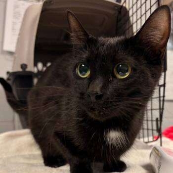 Alexa -  Domestic Short Hair Cat for Adoption in Greenville, South Carolina - Alexa | PetCurious