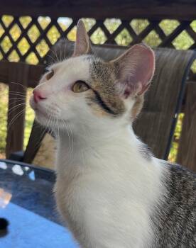 Charlie -  Domestic Short Hair Cat for Adoption in Cross Timber, Texas - Charlie | PetCurious