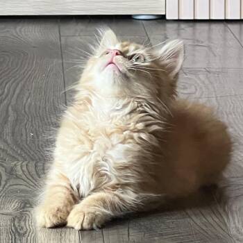 Donkey -  Domestic Long Hair Cat for Adoption in Cumming, Georgia - Donkey | PetCurious