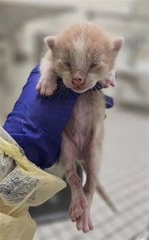 Domestic Short Hair Cats Available for Adoption in Dallas, Texas - GRAIN | PetCurious