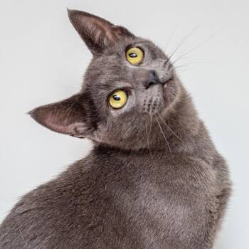 Symon -  Domestic Short Hair Cat for Adoption in Hattiesburg, Mississippi - Symon | PetCurious