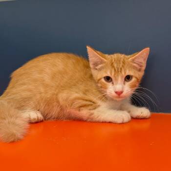 Oslo -  Domestic Short Hair Cat for Adoption in Tulsa, Oklahoma - Oslo | PetCurious