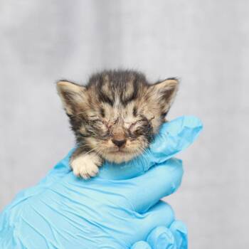 Illustration -  Domestic Short Hair Cat for Adoption in Hattiesburg, Mississippi - Illustration | PetCurious
