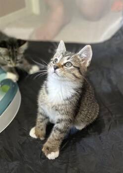 MAX -  Domestic Short Hair Cat for Adoption in Boston, Massachusetts - MAX | PetCurious