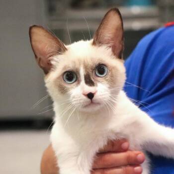 Smores -  Domestic Short Hair Cat for Adoption in Port Washington, New York - Smores | PetCurious