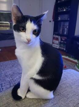 Rescue Domestic Short Hair Cats for Adoption in Edmond, Oklahoma - Mrs. Beakley | PetCurious