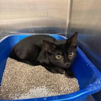 Midnight -  Domestic Short Hair Cat for Adoption in Buffalo, New York - Midnight | PetCurious