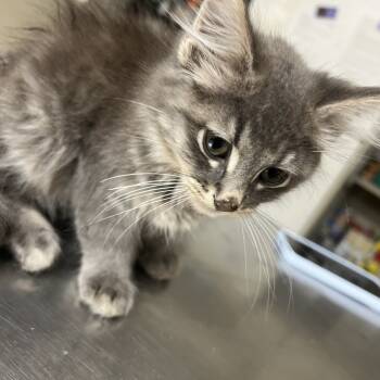 Rescue Domestic Medium Hair Cats for Adoption in Pekin, Illinois - Europe | PetCurious