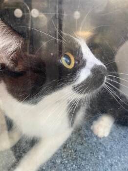 MOMMA -  Domestic Short Hair Cat for Adoption in Dallas, Texas - MOMMA | PetCurious