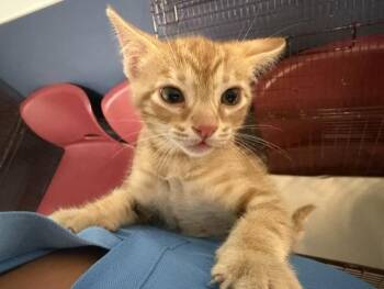 ORANGIE -  Domestic Short Hair Cat for Adoption in Doral, Florida - ORANGIE | PetCurious