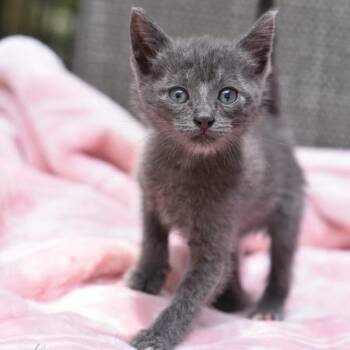 Kai -  American Shorthair and Domestic Short Hair Cat for Adoption in Conroe, Texas - Kai | PetCurious